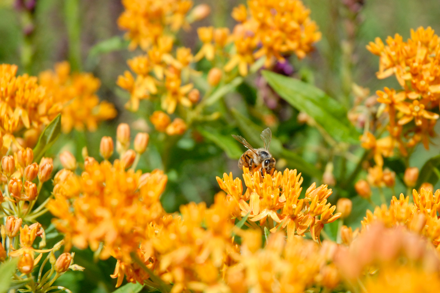 Butterfly Weed